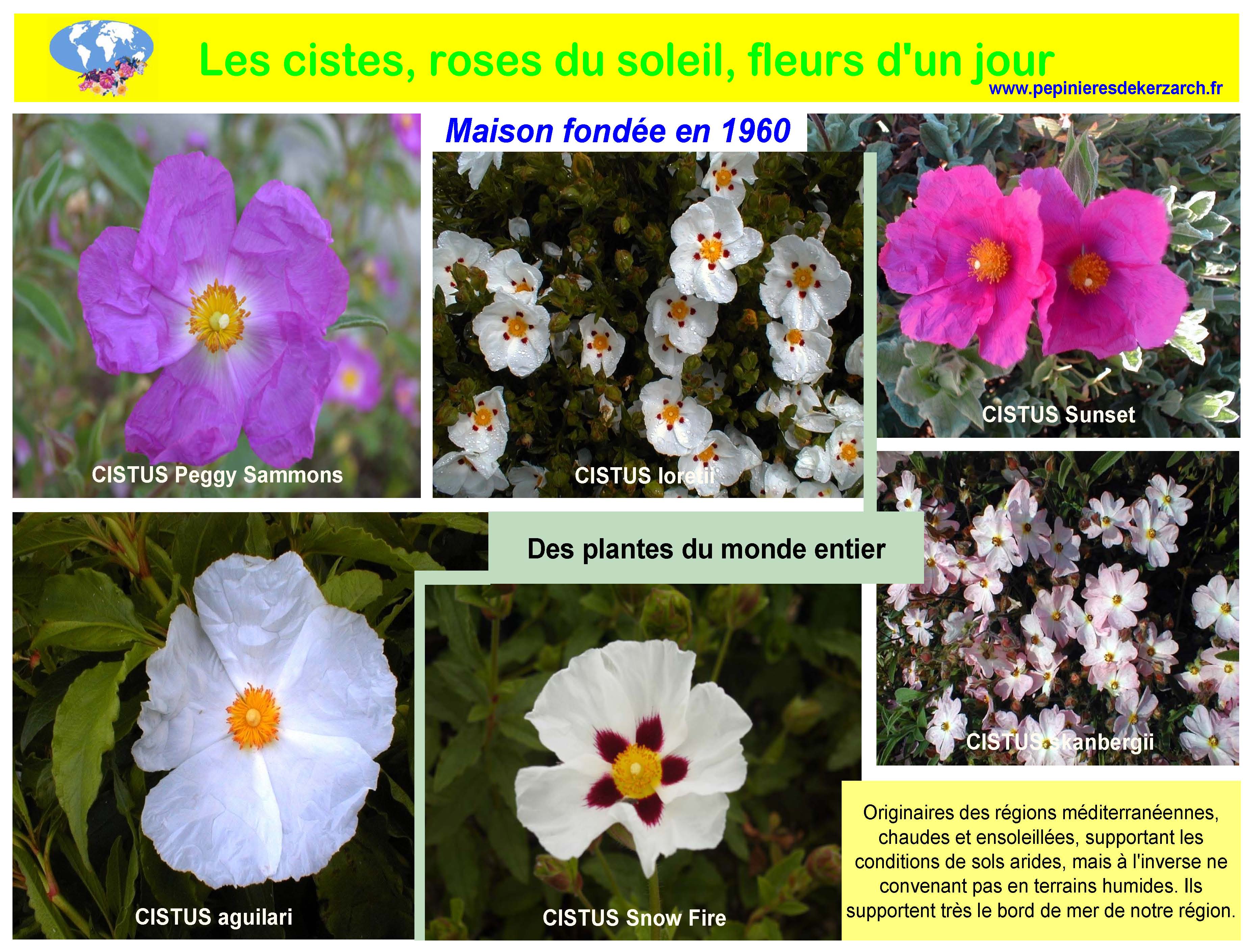 Les Cistes